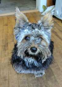 Lost Dog