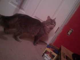 Lost Cat