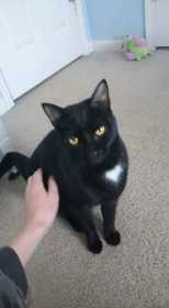 Lost Cat