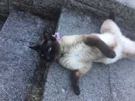 Lost Cat