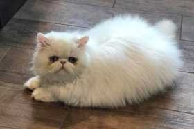 Lost Cat