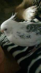 Lost Cockatiel
