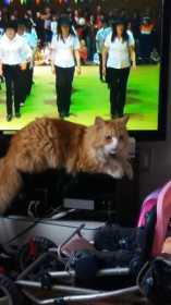 Lost Cat