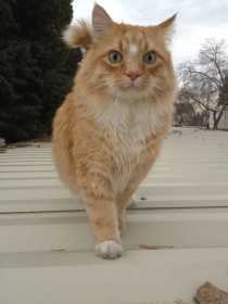 Lost Cat