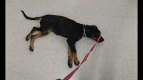 Lost Dog