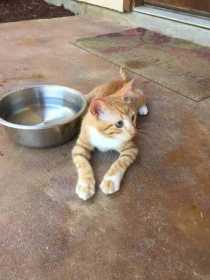 Lost Cat
