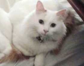 Lost Cat