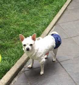 Lost Dog