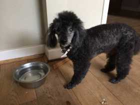 Lost Dog