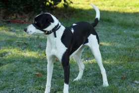 Lost Dog