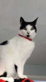 Lost Cat