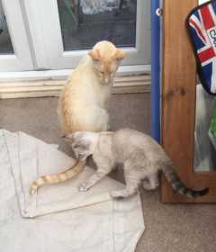 Lost Cat