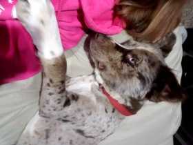 Lost Dog