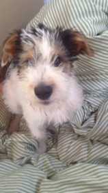 Lost Dog