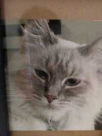 Lost Cat