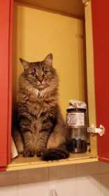 Lost Cat