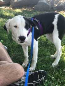 Lost Dog