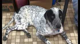 Lost Dog