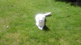 Lost Cat