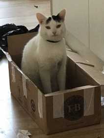 Lost Cat