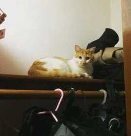 Lost Cat