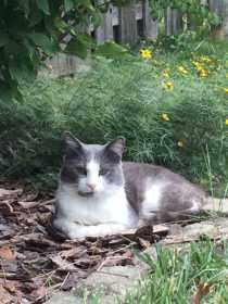 Lost Cat