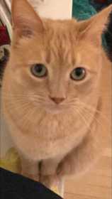 Lost Cat