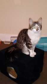 Lost Cat