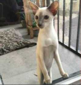 Lost Cat