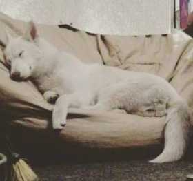 Lost Dog