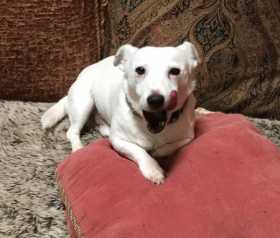 Lost Dog
