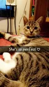 Lost Cat