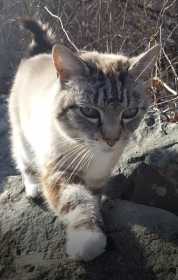 Lost Cat