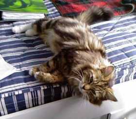 Lost Cat
