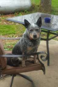 Lost Dog
