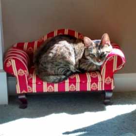 Lost Cat