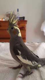 Lost Cockatiel