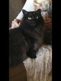 Lost Cat