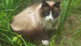 Lost Cat