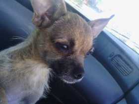 Lost Dog