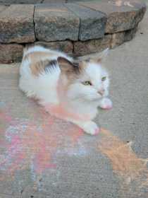 Lost Cat