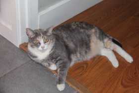 Lost Cat