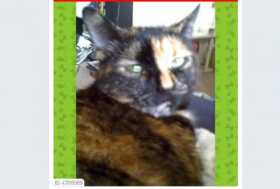 Lost Cat