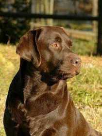 Lost Dog