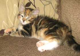 Lost Cat