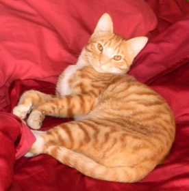 Lost Cat