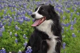 Lost Dog