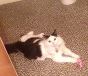 Lost Cat