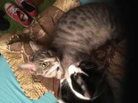 Lost Cat