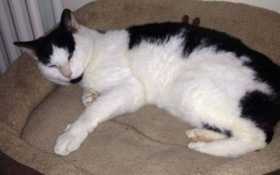 Lost Cat
